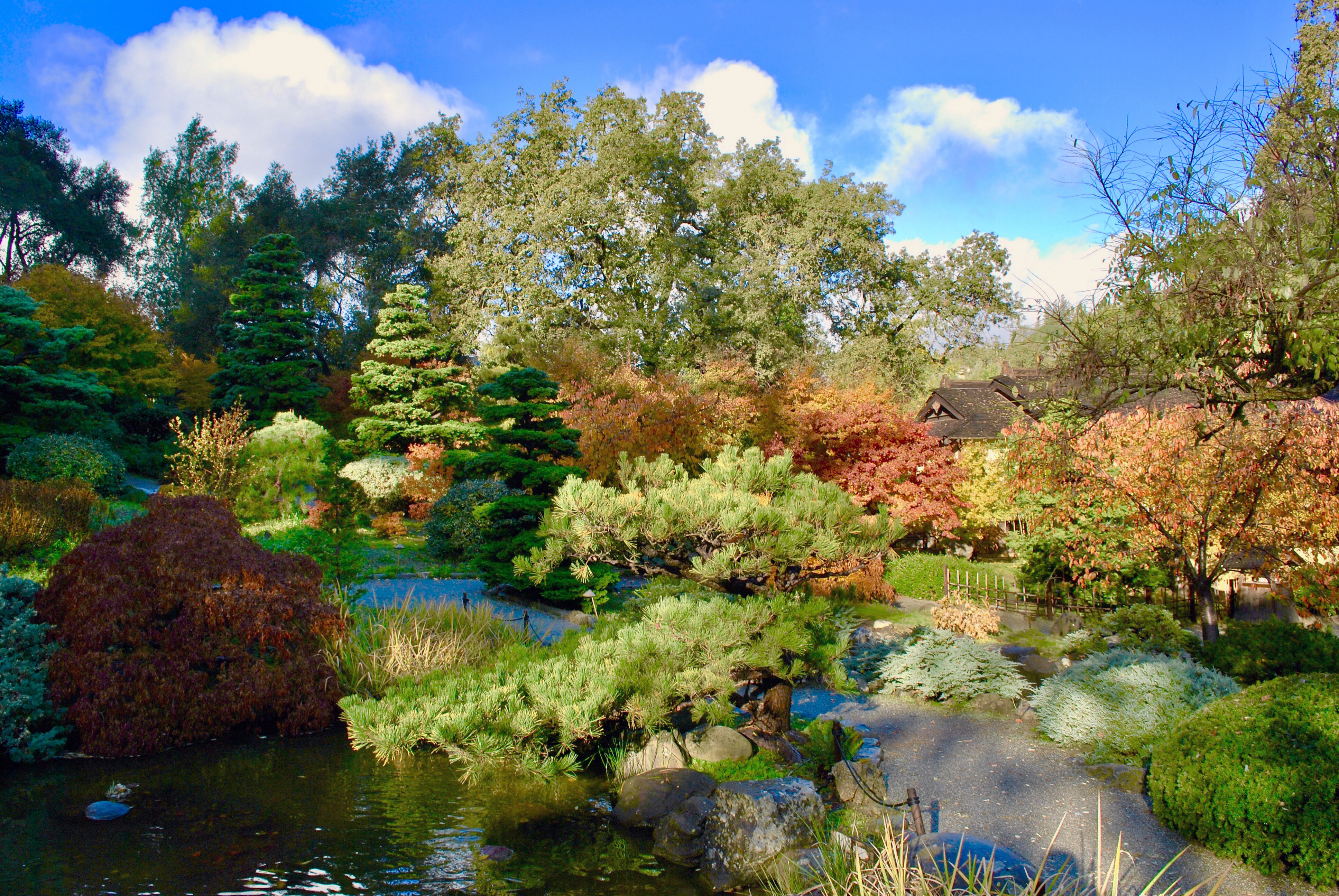 Hakone Gardens and Estate - View of the koi pond
